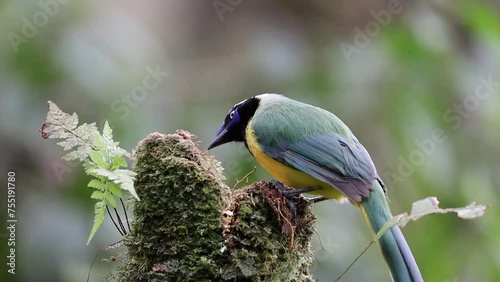  A stunning photograph of a Cyanocorax yncas, also known as the Inca jay, proudly perched on a branch in Colombia. Its black, blue, and white plumage shine under the sunlight, highlighting its natural