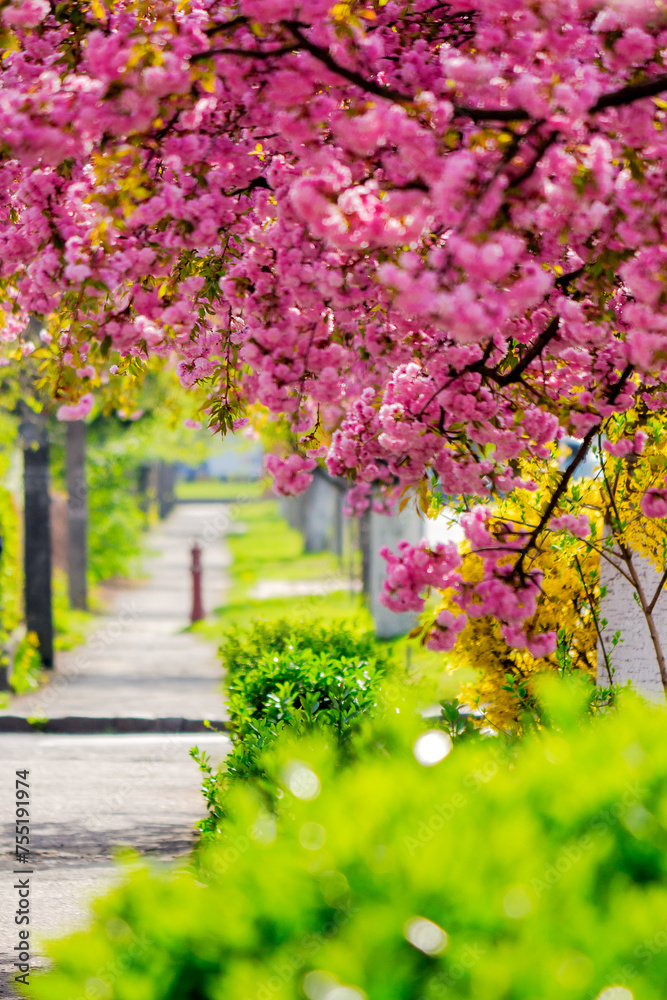 sakura trees in full blossom along the street. cherry blossom season in uzhhorod, transcarpathia. celebrating hanami in ukraine. green urban scenery on a sunny day in spring
