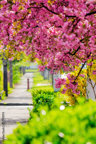 sakura trees in full blossom along the street. cherry blossom season in uzhhorod, transcarpathia. celebrating hanami in ukraine. green urban scenery on a sunny day in spring © Pellinni