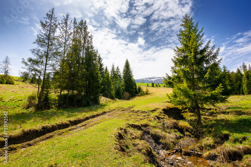coniferous forest on the grassy hills and meadows of the carpathian countryside in spring. mountainous rural landscape of ukraine with snow capped tops of borzhava range in the distance on a sunny day