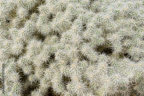 Silver Cholla cactus (Cylindropuntia echinocarpa) background photo