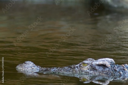 Caiman lurking in the water partially submerged.