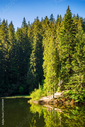alpine lake synevyr in carpathian mountains. summer landscape with coniferous forest reflecting in the calm water in morning light. popular tourist attraction of transcarpathia, ukraine