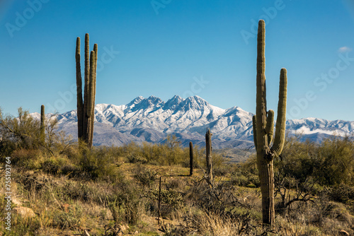 Four Peaks Mountain Range With Snow And Cactus In Foreground