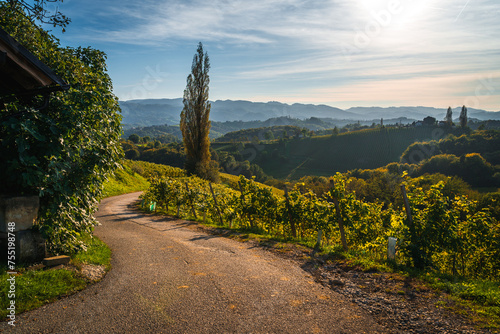 Slovenia -  a view of famous vineyard in South Styria. Scenic, panoramic view of vineyards in sunny day