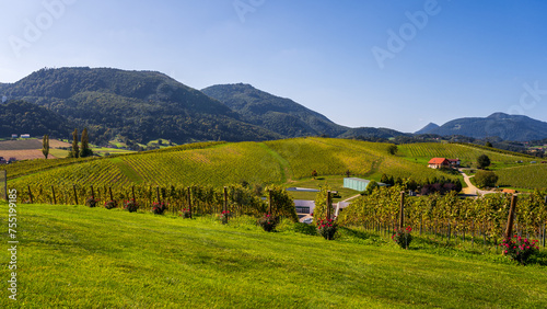 Slovenia -  a view of  famous vineyard in Skalce, Slovenske Konjice. Scenic, panoramic view of vineyards in sunny day © Piotr