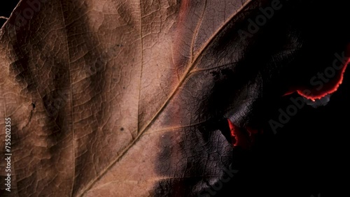 autaumn leaf burning in slowmotion on black background photo