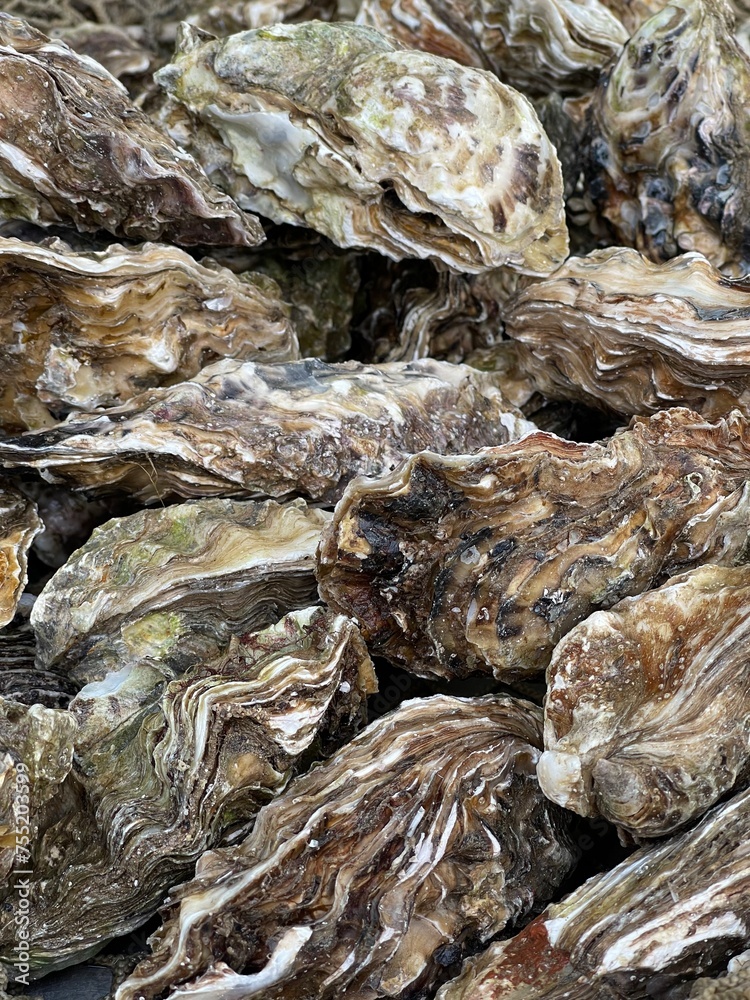 Fresh oysters at seafood market