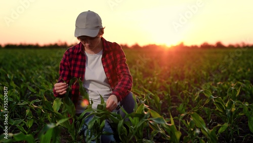 Woman farmer checks corn sprouts in field sunset. Farmer hand touch green shoots on corn plantation. Concept business in agriculture. Business owner, agronom check harvest. Agribusiness development
