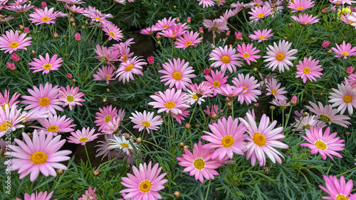 Group of potted pink daisy flowers in greenhouse