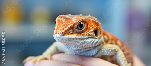 A close-up view of a person gently holding a small lizard, possibly in a veterinary facility or exotic pet setting. The persons hands are carefully gripping the reptile, showcasing a moment of