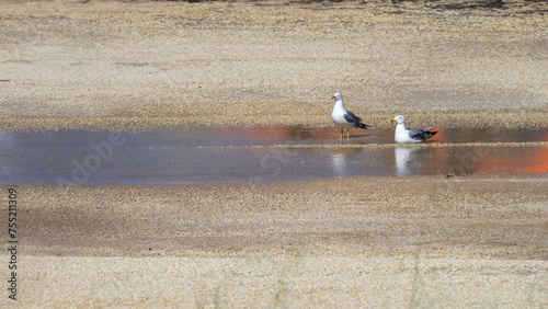 Tranquil Scene of Two Seagulls by a Shallow Pool on a Sandy Shore
