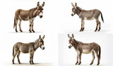 Collage with beautiful Donkeys