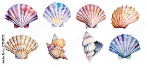 Watercolor seashells collection isolated on white background. Ocean marine sea element graphic design. illustration