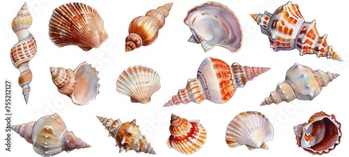 set of watercolor clip art of seashells isolated on white background for graphic design photo