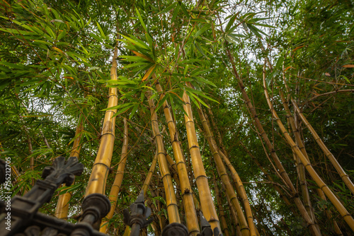 bamboo trees in rio de janerio brazil photo