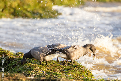 Foto The brant goose also known as brent goose (Branta bernicla) looking for food dur