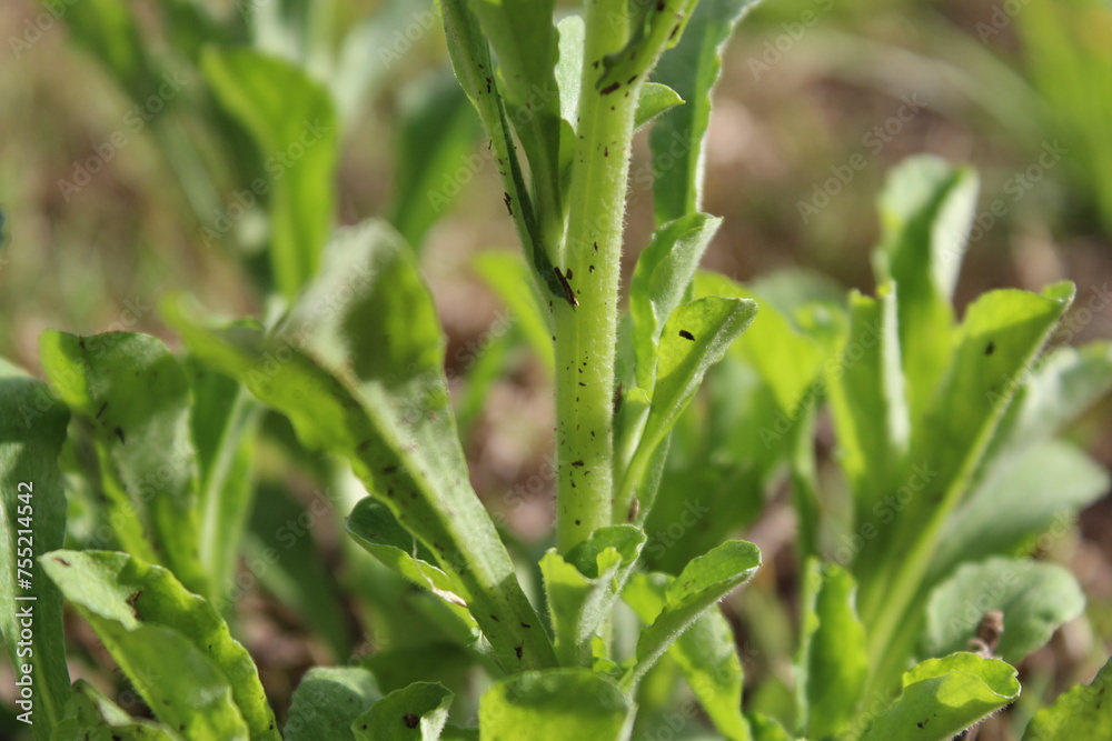 Stem of a weed Stem of a weed