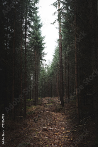 Path in the woods