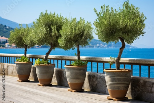 Potted Olive Trees  Mediterranean Seafront Balcony Greenery Vision