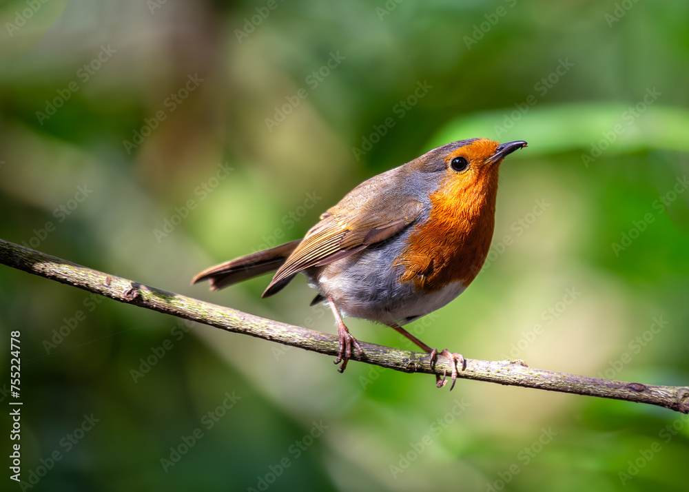 Fototapeta premium Robin Red Breast (Erithacus rubecula) - Europe, western Asia & North Africa