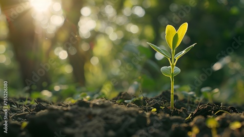 New growth sprout , seedling life growing in the garden dirt. Sunny weather. © Ziyan