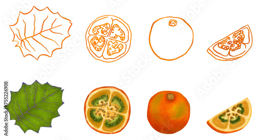 ilustración de fruta  lulo o naranjilla photo