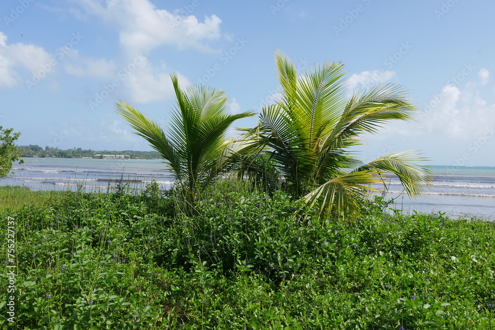 Palmen am Strand von Bocas del Toro