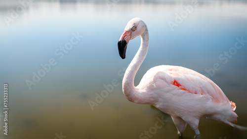 Close up view of Chilean flamingo in the lake