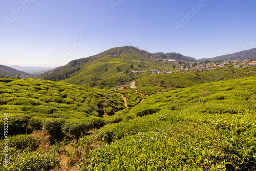 Panoramic countryside views of tea plantation in the Nuwara Eliya region in the Central Province of Sri Lanka
