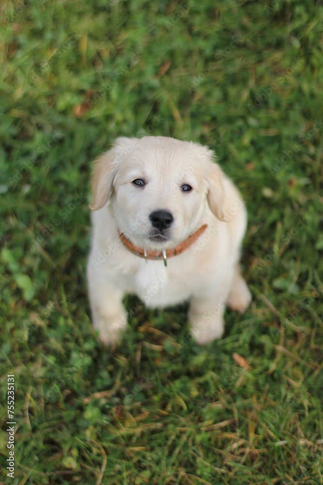 Beautiful labrador puppy sitting on the grass and looking to the camera.