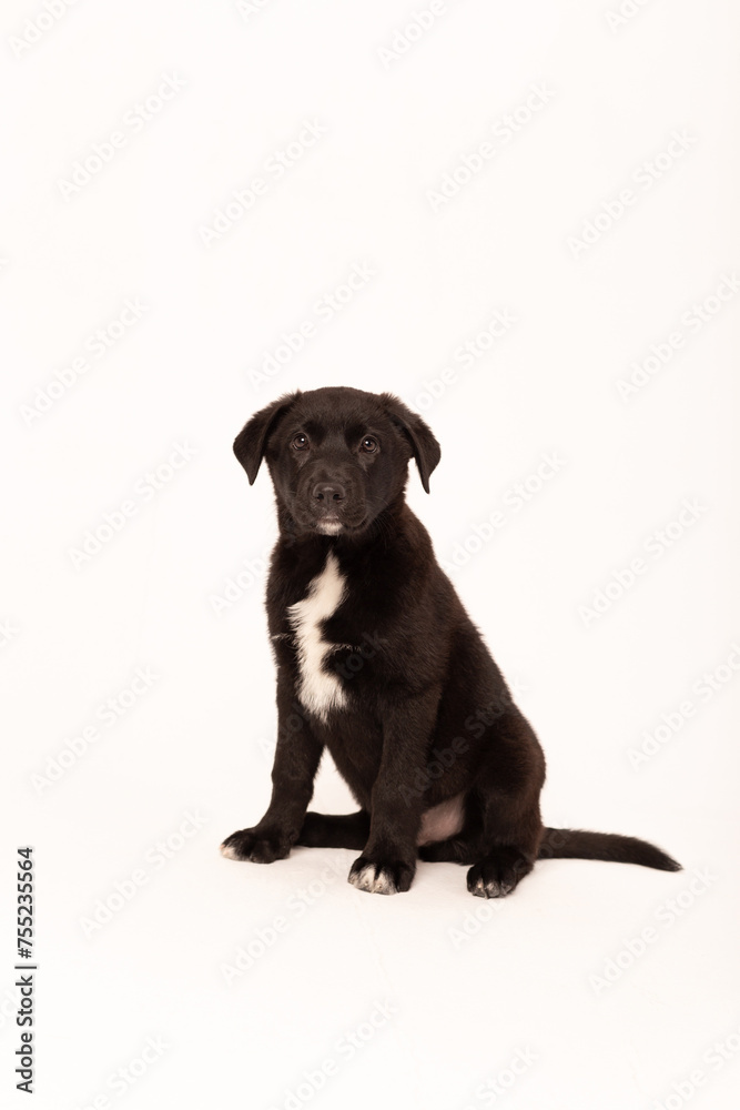 Black puppy sitting on a white background