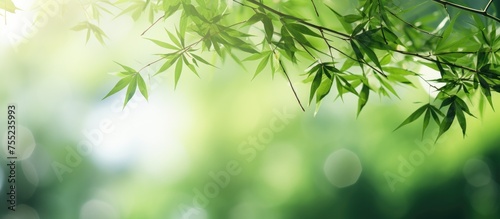 This is a blurry view of a bamboo tree branch in a tropical forest. The green leaves and natural light create a soft focus effect on the branch.