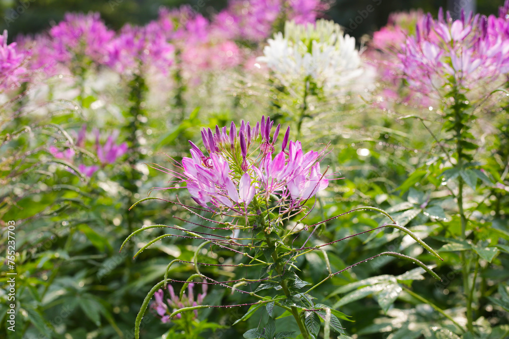 Cleome spinosa flower in the park Cleome spinosa flower in the park