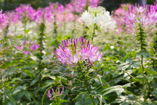 Cleome spinosa flower in the park