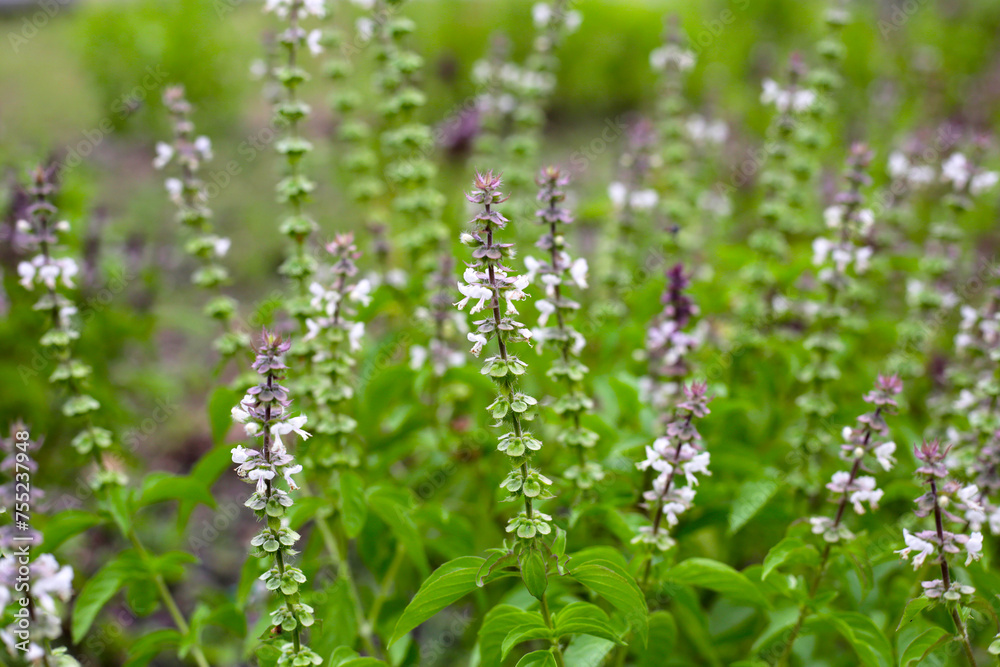 Sweet basil in vegetable garden. Fresh green leaves of herb plant Sweet basil in vegetable garden. Fresh green leaves of herb plant