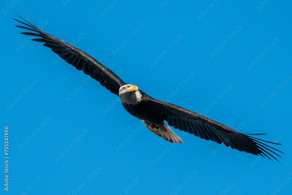 Naklejka premium bald eagle in flight