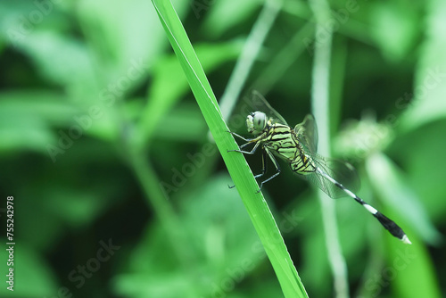 A green darner dragonfly or anax junius is perched on a branch photo
