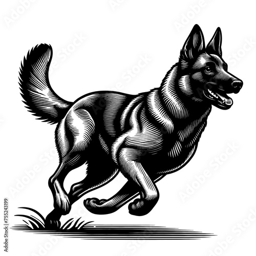 Full-length Malinois dog running. Hand Drawn Pen and Ink. Vector Isolated in White. Engraving vintage style illustration for print, tattoo, t-shirt, sticker 