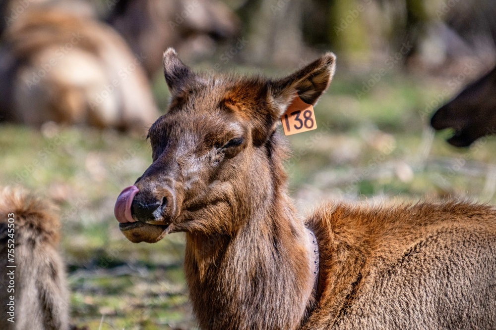 Fototapeta premium elk