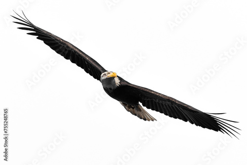 bald eagle in flight - transparent PNG , cutout