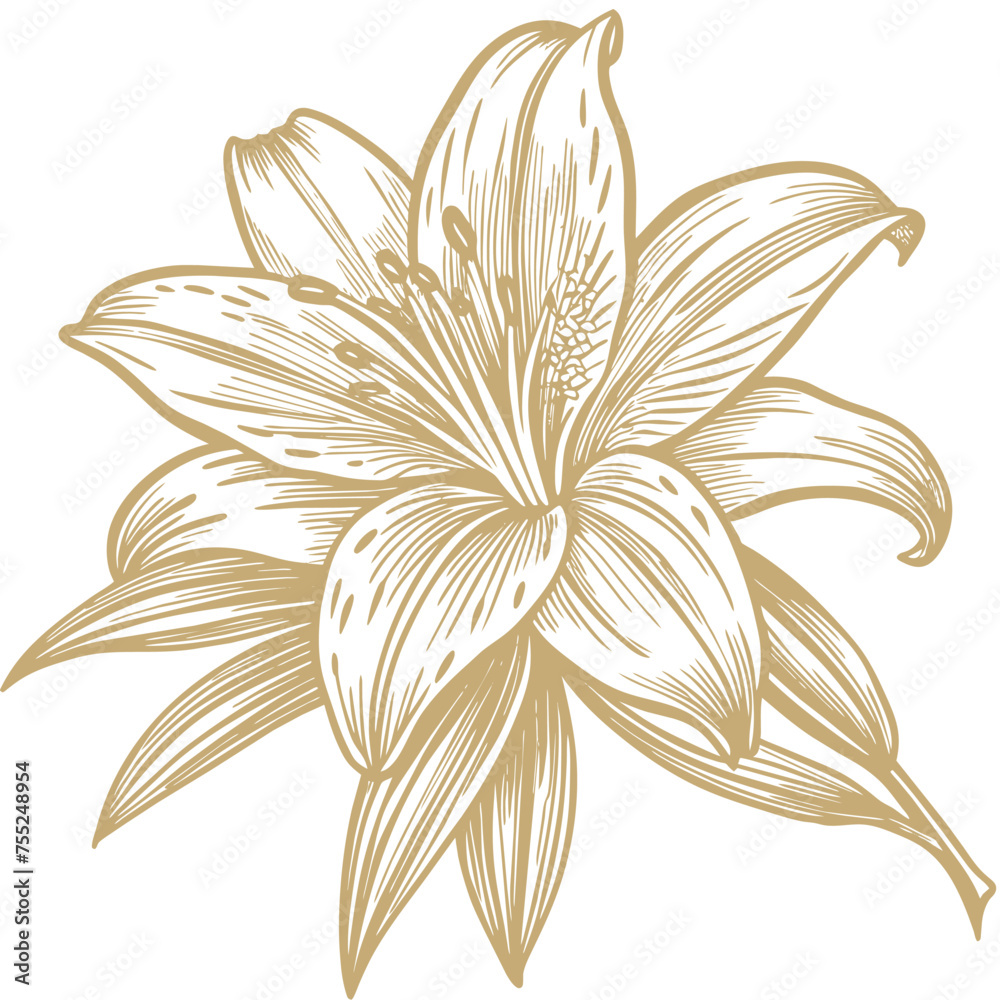 Sketch a detailed lily with green leaves with cream stroke Sketch a detailed lily with green leaves with cream stroke