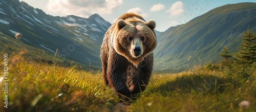 A Kodiak brown bear, a terrestrial carnivore with thick hair, is strolling through a grassy field with mountains in the background under a cloudy sky photo