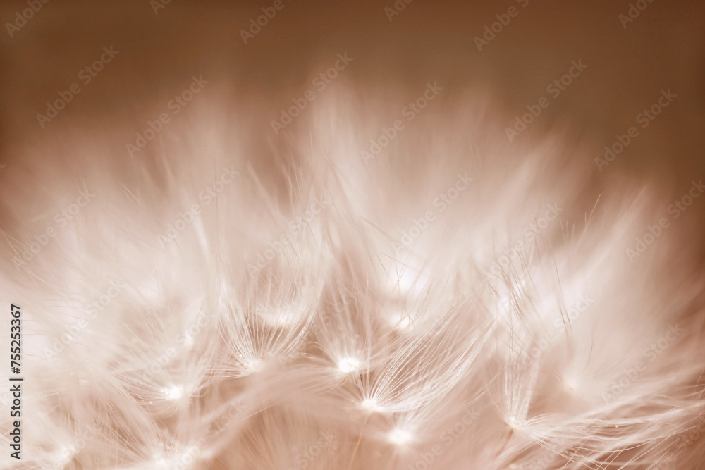 Fototapeta premium Weicher wolkiger verblüter Löwenzahn in Peach Fuzz 