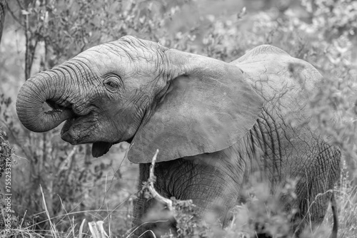 Photography Baby elephant early morning breakfast - black and white