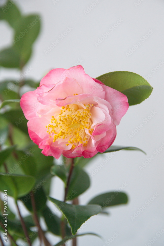Obraz premium Flower of pink camelia japonica, common camellia, Japanese camellia, or tsubaki 