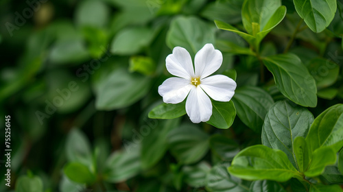 Delicate White Flower