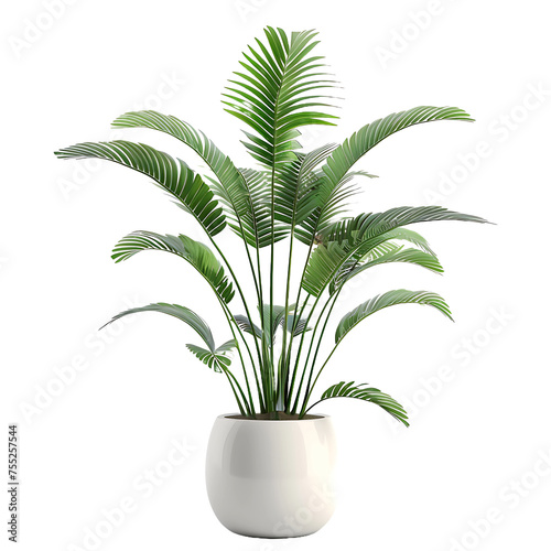 Plant in pot isolated on white background. photo