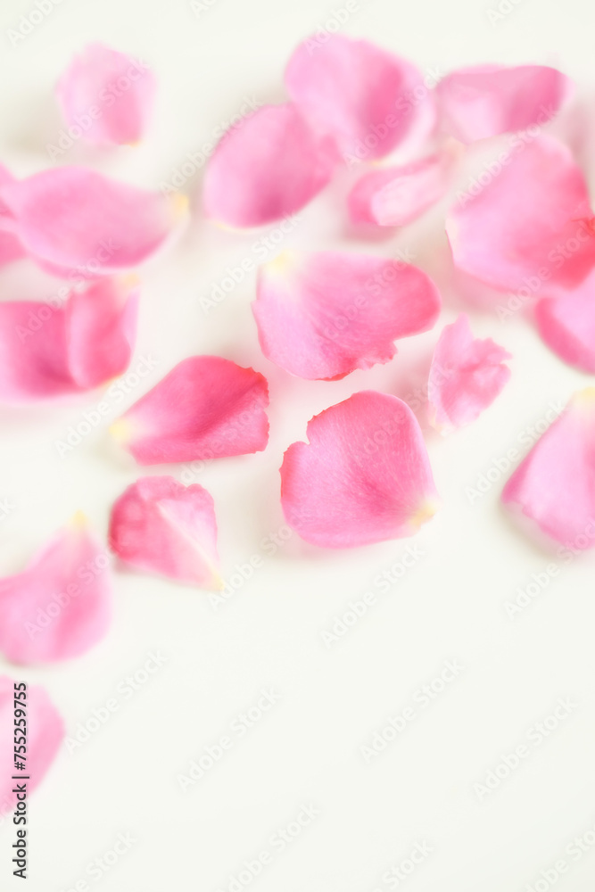 白背景にピンクの薔薇の花びら、ばらの花びら、ピンクのバラ
