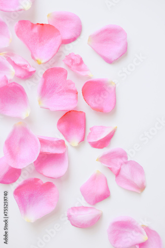 Fototapeta Naklejka Na Ścianę i Meble -  白背景にピンクの薔薇の花びら、ばらの花びら、ピンクのバラ